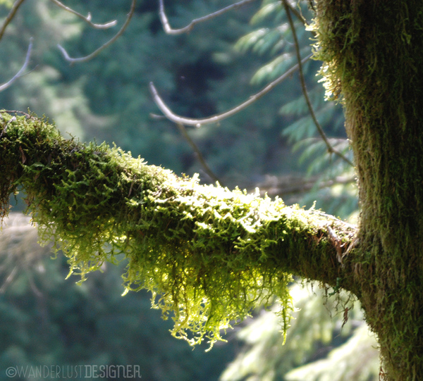 Nature in Vancouver by Wanderlust Designer