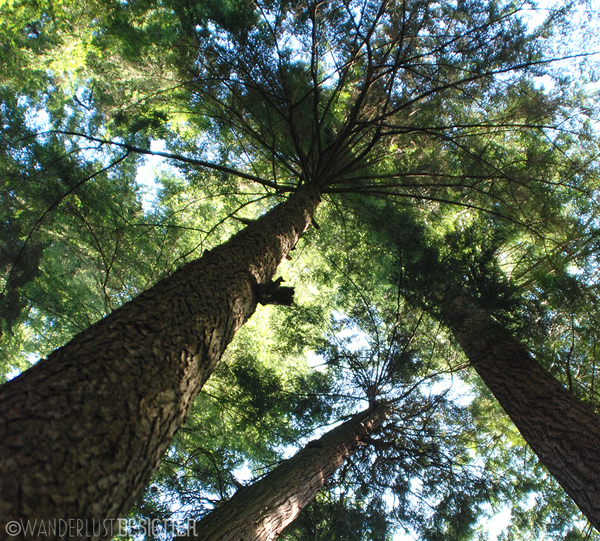Forest, Vancouver by Wanderlust Designer