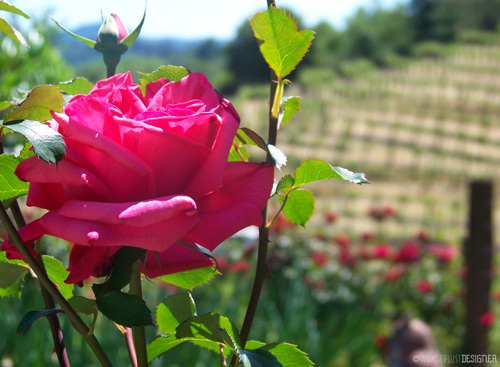 Roses in the Vineyard, Sonoma County, California by Wanderlust Designer