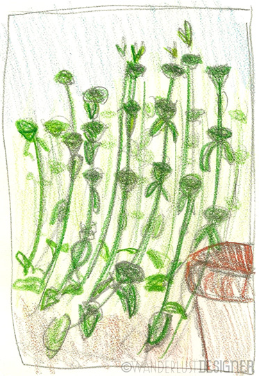 En Plein Air Sketching - Garden Plants by Wanderlust Designer