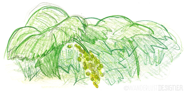 En Plein Air Sketch- Growing Grapes on the Vine by Wanderlust Designer