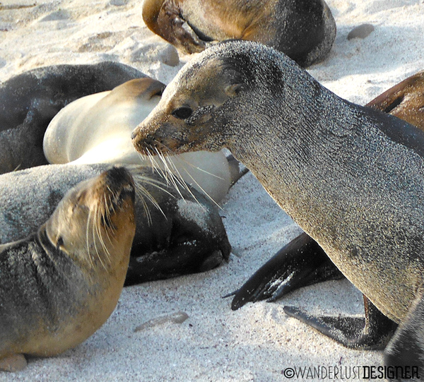 A Galápagos Sea Lion Wanting to Play by Wanderlust Designer