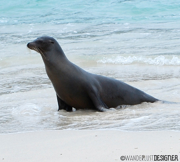 A Galápagos Sea Lion at the Shore by Wanderlust Designer